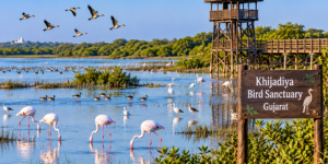 Khijadiya Bird Sanctuary