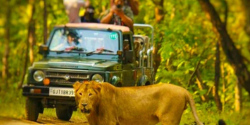 Gir Safari Taxi